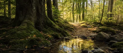En lille skovsti ved mos, rødder og spejlende vand