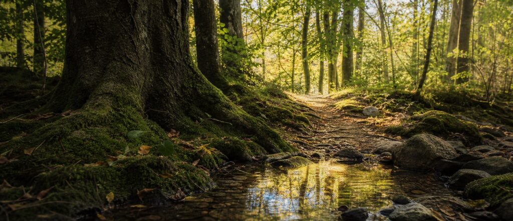 En lille skovsti ved mos, rødder og spejlende vand